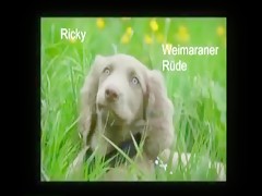 Kerstin - Ich Liebe Hunde (Feat. Inke) zooskool.com